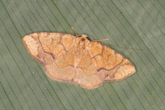 Nematocampa arenosa