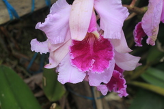 Cattleya warscewiczii