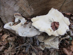 Spongipellis spumeus