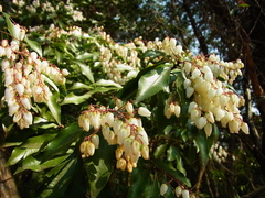 Pieris japonica