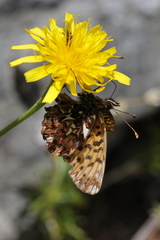 Boloria titania