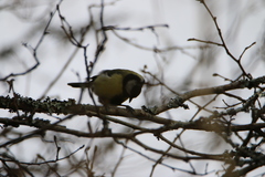 Parus major