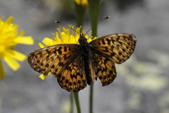 Boloria titania
