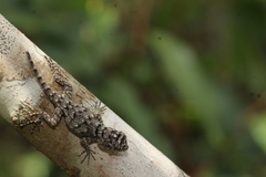 Sceloporus lundelli
