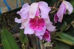 Cattleya warscewiczii