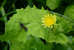 Synanthedon formicaeformis