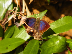 Arhopala japonica