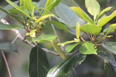 Coussapoa microcarpa