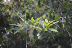 Coussapoa microcarpa