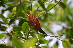 Coussapoa microcarpa
