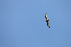 Buteo buteo
