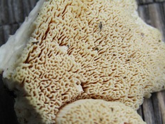 Pseudospongipellis delectans