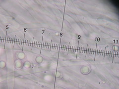 Pseudospongipellis delectans