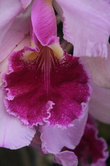 Cattleya warscewiczii