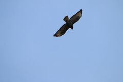 Buteo buteo