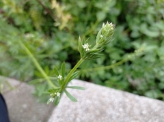 Galium aparine