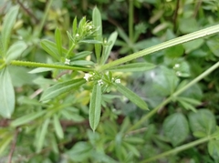 Galium aparine