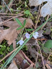 Cardamine nuttallii