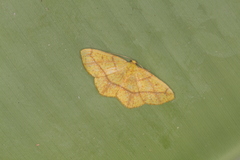 Periclina apricaria