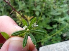 Galium aparine