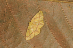Periclina apricaria