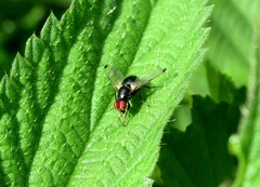 Seioptera vibrans