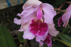Cattleya warscewiczii