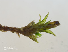 Schistidium submuticum