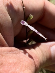 Syncolostemon concinnus