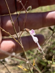 Syncolostemon concinnus