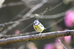 Cyanistes caeruleus