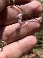 Syncolostemon concinnus