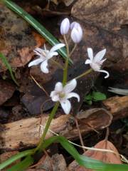 Scilla bifolia