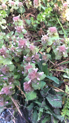 Lamium purpureum