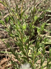 Syncolostemon concinnus