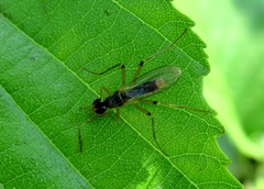 Neria commutata