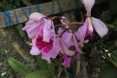 Cattleya warscewiczii