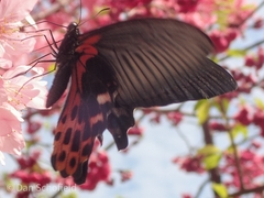 Papilio thaiwanus