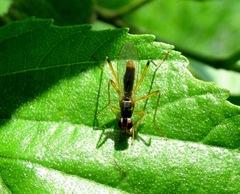 Neria commutata