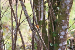 Erithacus rubecula