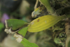 Cattleya warscewiczii