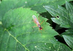 Neria commutata