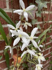 Clematis flammula