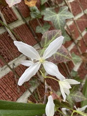 Clematis flammula