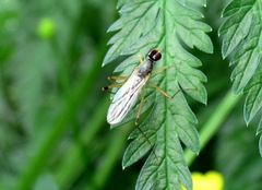 Neria commutata