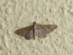 Gymnoscelis rufifasciata