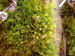 Pleuridium subulatum