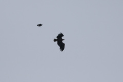 Haliaeetus albicilla