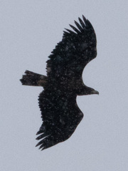 Haliaeetus albicilla