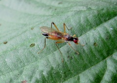 Neria commutata